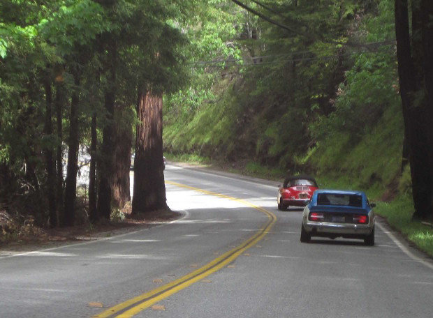 California Redwoods